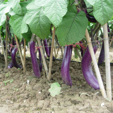 HE17 Xiao semillas de berenjena híbridas rojo púrpura largo